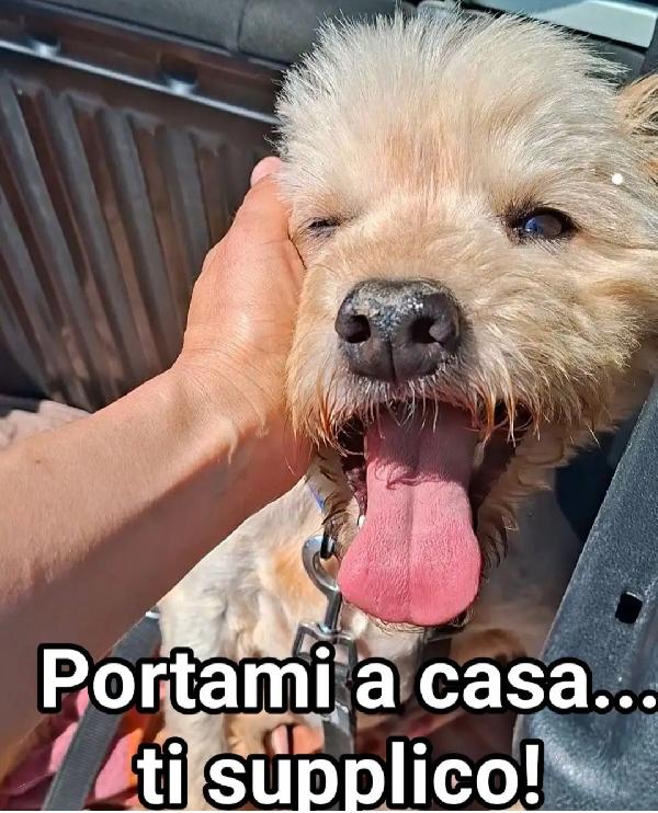 Totò 7anni tg media dal divano al canile MANTOVA  Foto 2